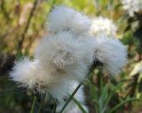 Eriophorum vaginatum