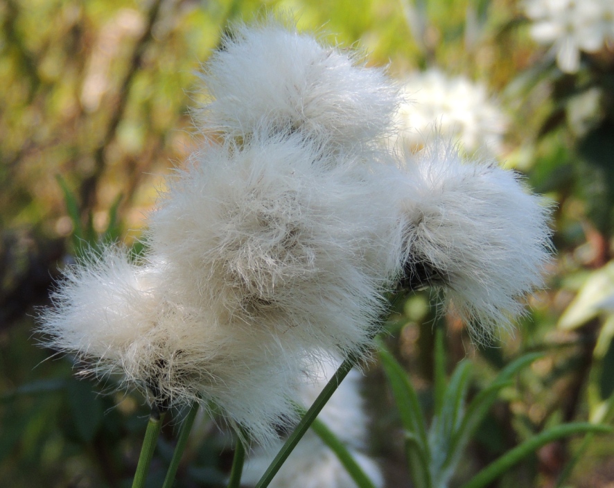 Image of Eriophorum vaginatum specimen.