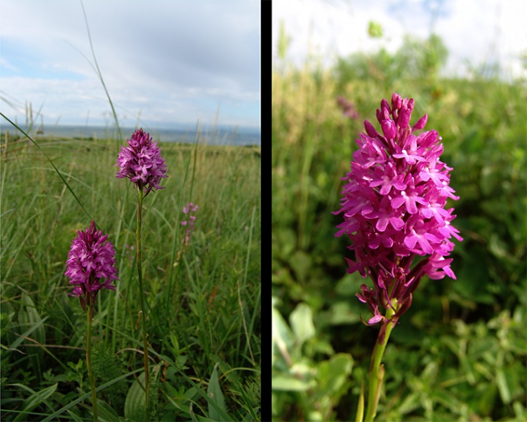 Изображение особи Anacamptis pyramidalis.