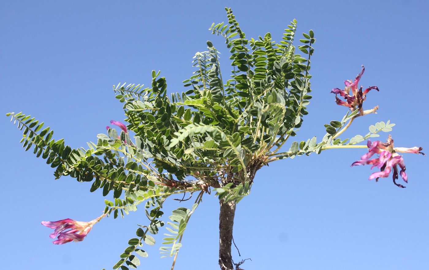 Изображение особи Astragalus monspessulanus.