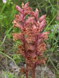 Orobanche alba