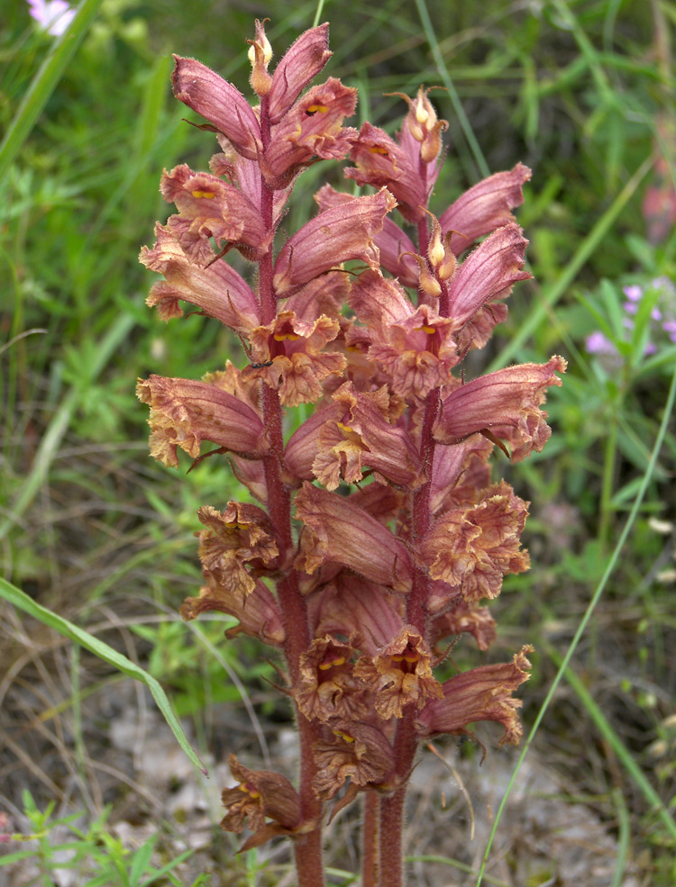 Image of Orobanche alba specimen.