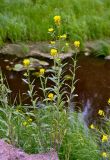 Erysimum hieraciifolium. Цветущее и плодоносящее растение. Карелия, Ладожское озеро, о-в Валаам. 21.06.2012.