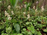 Pyrola minor