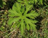 Geranium pratense. Лист. Украина, Львовская обл., Дрогобычский р-н, г. Трускавец, Центральный парк Адамовка. 10.06.2014.