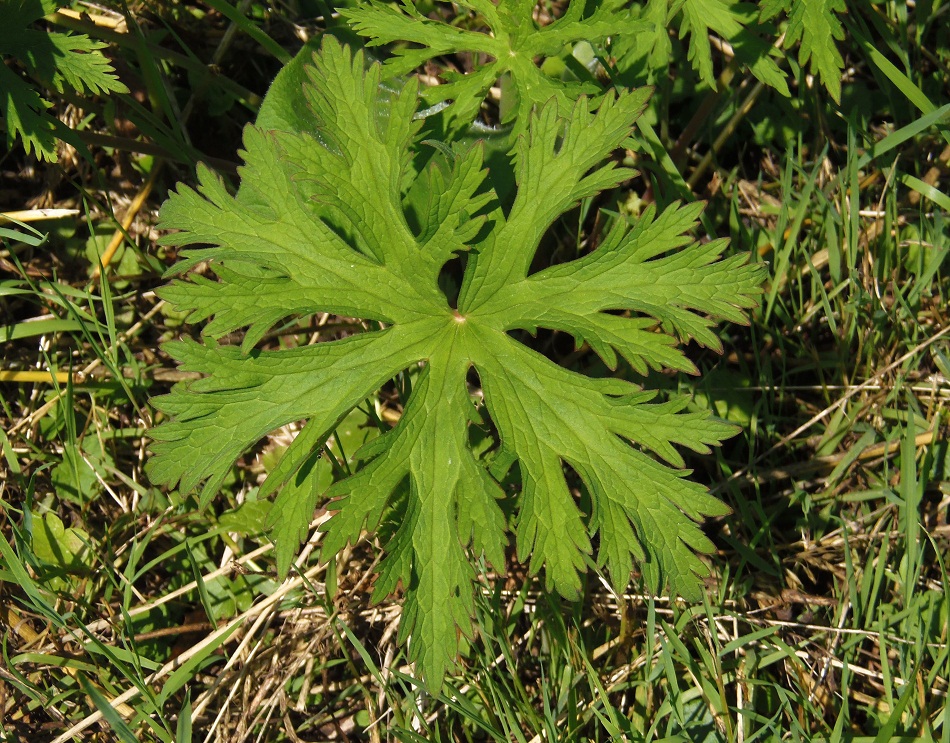 Image of Geranium pratense specimen.
