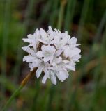 Armeria alliacea. Соцветие. Германия, г. Дюссельдорф, Ботанический сад университета. 02.06.2014.
