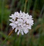 Armeria alliacea