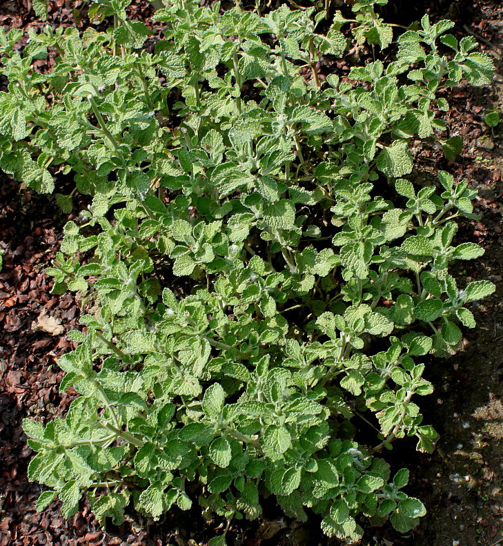 Image of Marrubium vulgare specimen.
