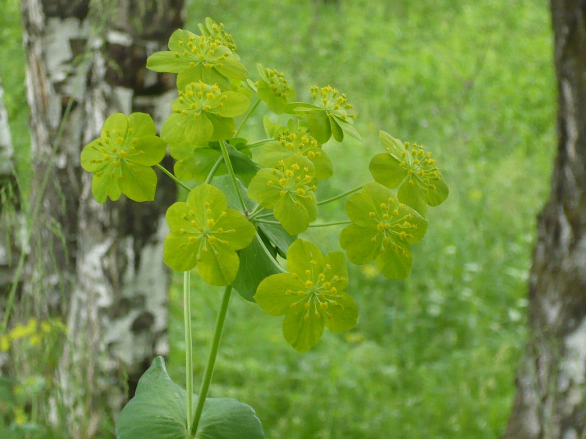 Image of Bupleurum longifolium ssp. aureum specimen.