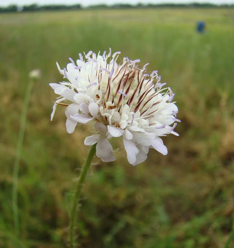 Изображение особи Cephalaria transsylvanica.