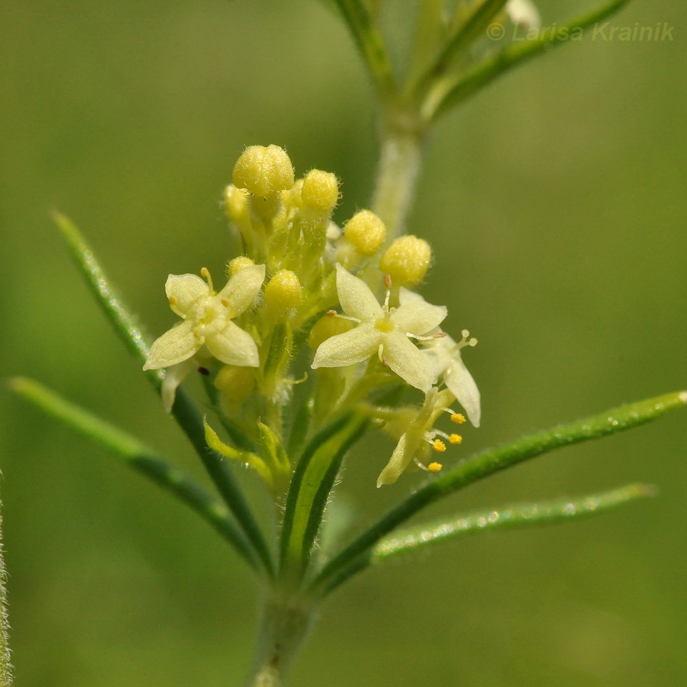 Изображение особи род Galium.