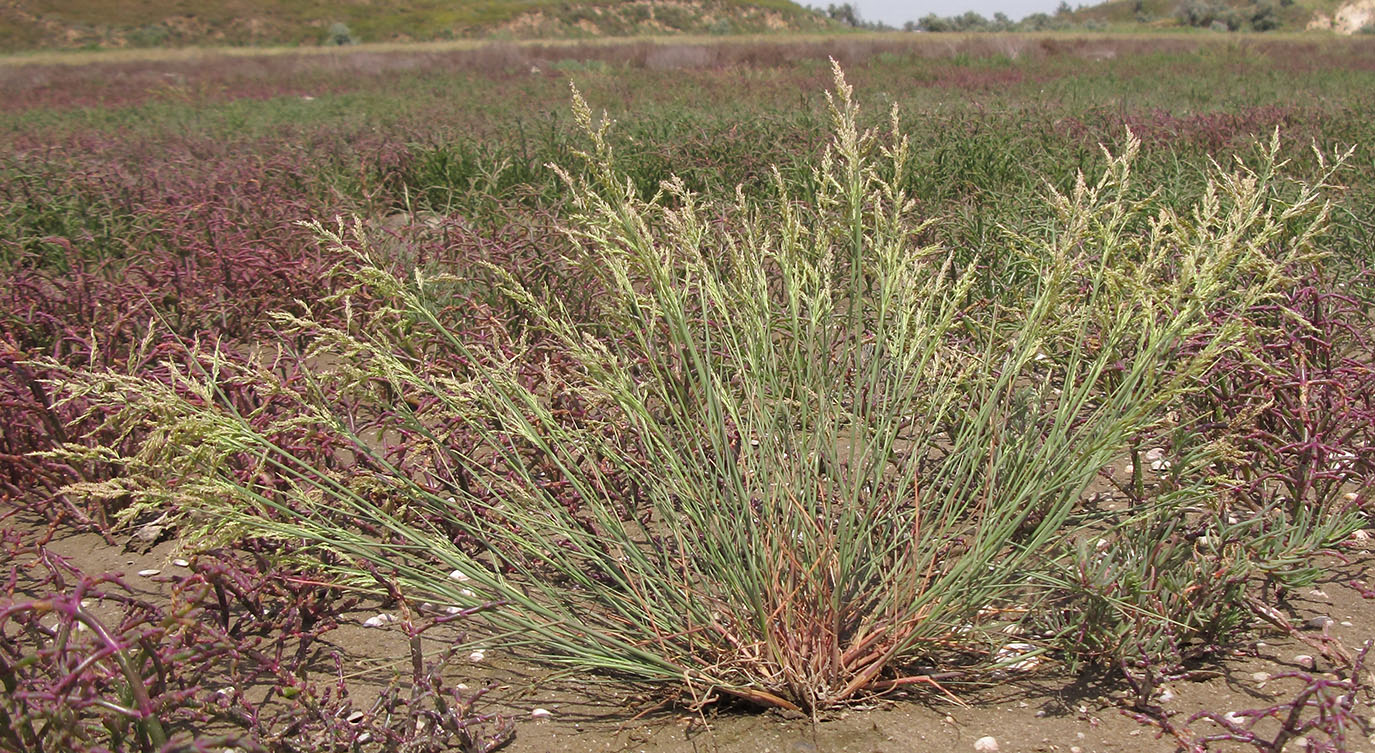 Image of Puccinellia gigantea specimen.