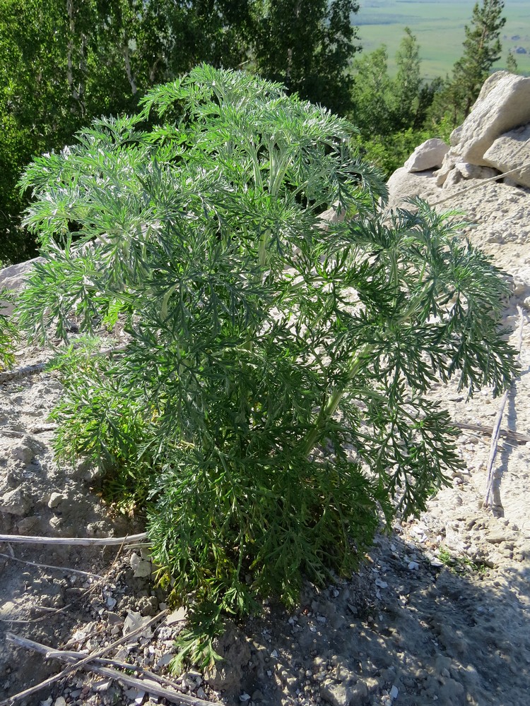 Image of Artemisia absinthium specimen.