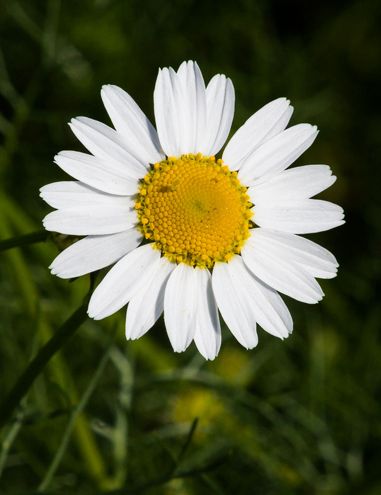 Image of Tripleurospermum inodorum specimen.