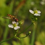 Alisma plantago-aquatica. Часть соцветия с кормящейся журчалкой (Episyrphus balteatus). Приморский край, Уссурийский гор. округ, окр. с. Монакино, сырой луг, колёсная колея. 18.07.2014.