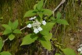 Hydrangea paniculata