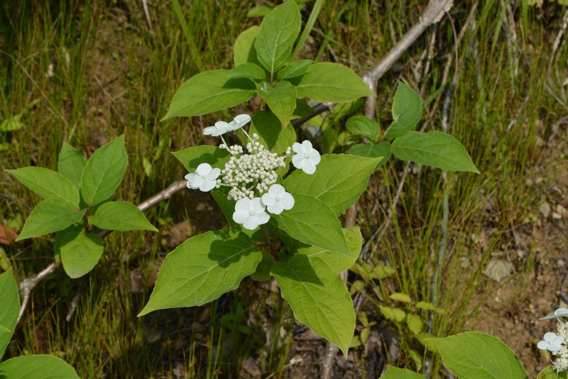 Изображение особи Hydrangea paniculata.