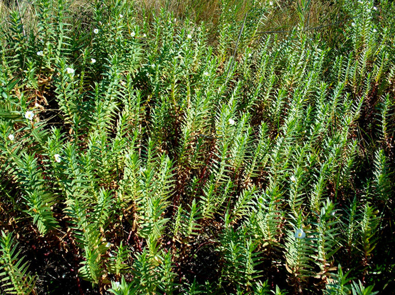 Изображение особи Gratiola officinalis.