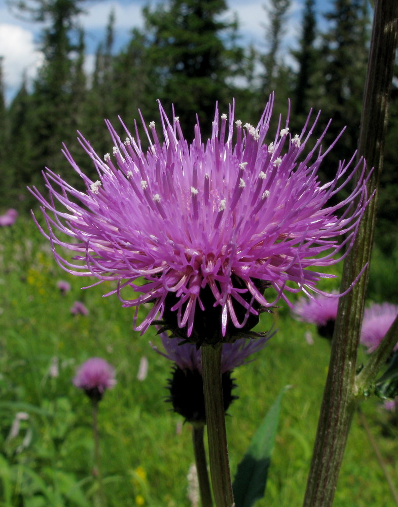 Изображение особи Cirsium helenioides.