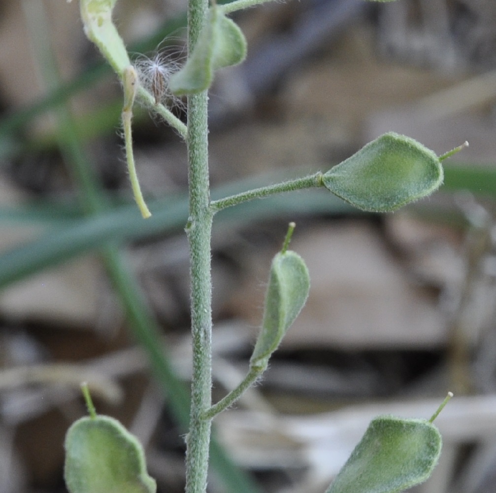 Image of Berteroa obliqua specimen.