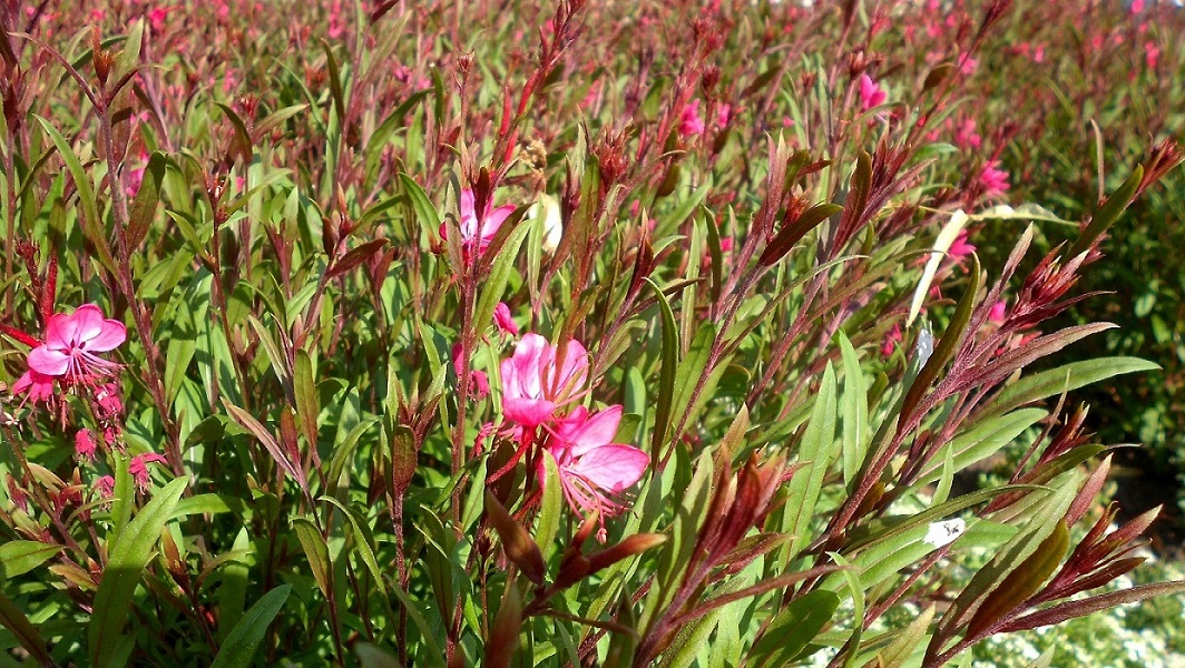 Изображение особи Gaura lindheimeri.