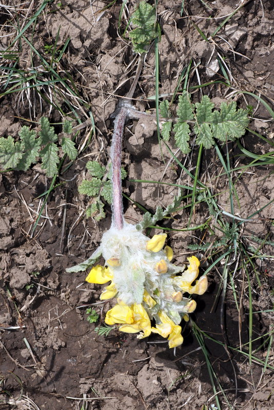 Изображение особи Phlomoides speciosa.