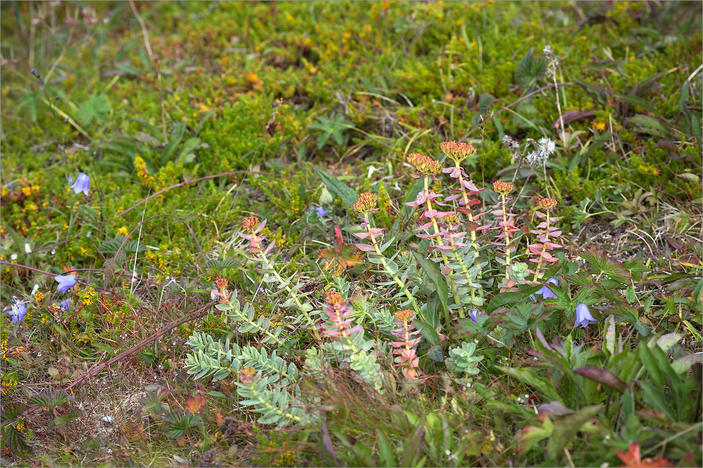 Image of Rhodiola rosea specimen.