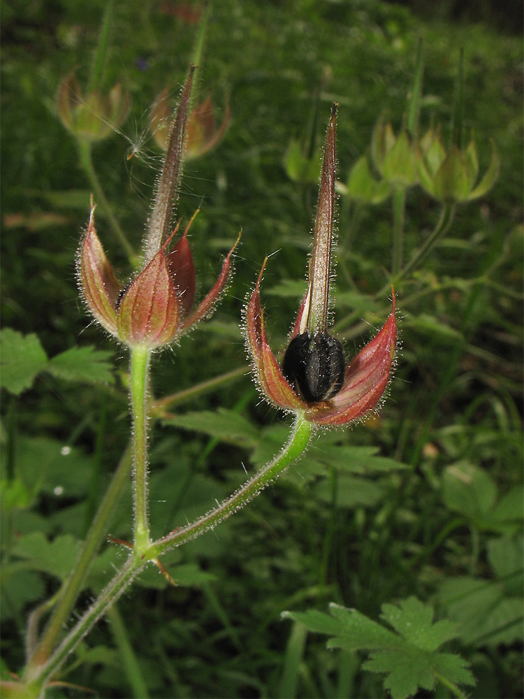 Image of Geranium bohemicum specimen.