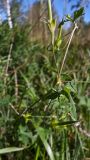 Geranium sibiricum