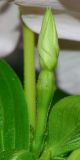 Catharanthus roseus