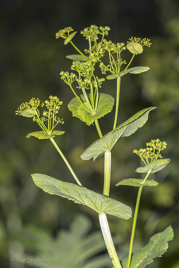 Изображение особи Smyrnium perfoliatum.