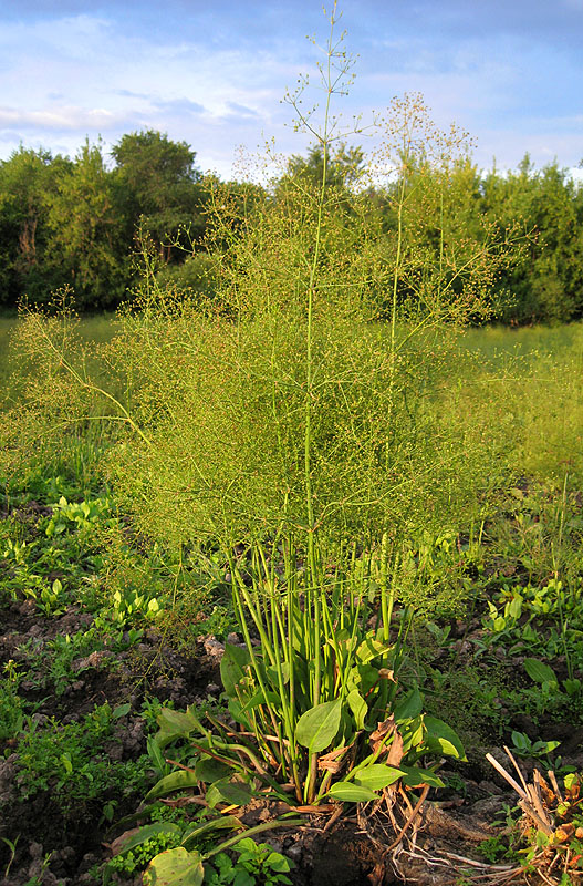 Image of Alisma plantago-aquatica specimen.