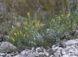 Linaria cretacea