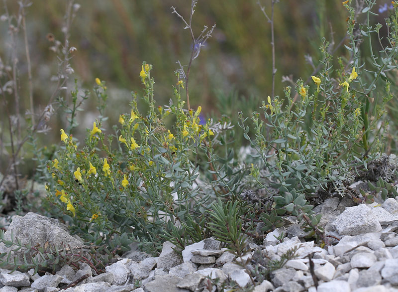 Изображение особи Linaria cretacea.