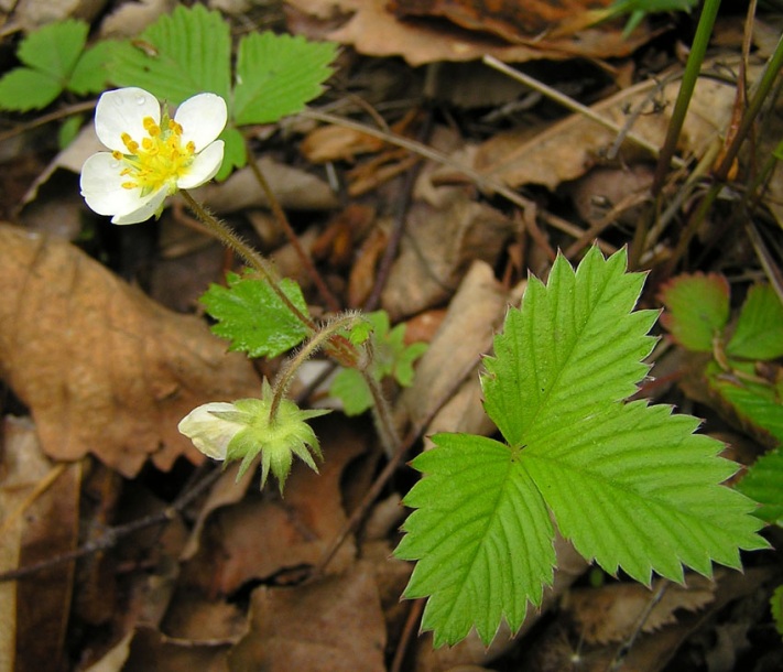 Изображение особи Fragaria orientalis.