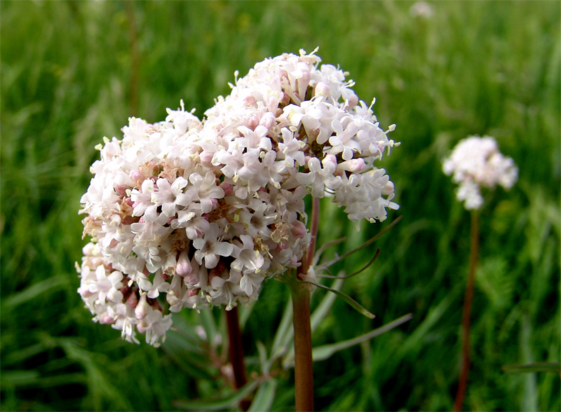 Изображение особи Valeriana tuberosa.