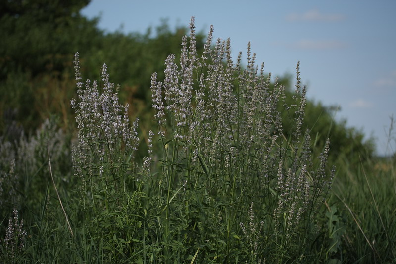 Изображение особи Nepeta nuda.