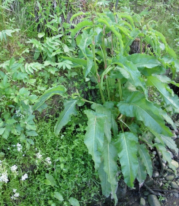 Image of Rumex aquaticus specimen.