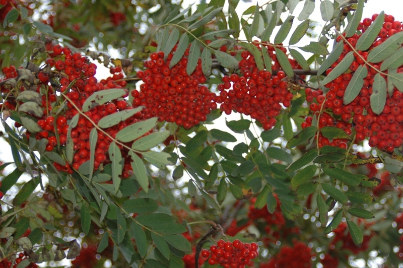 Изображение особи Sorbus aucuparia.