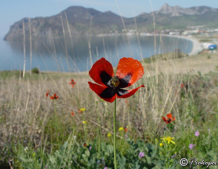 Изображение особи Papaver stevenianum.