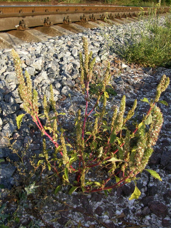 Изображение особи Amaranthus retroflexus.