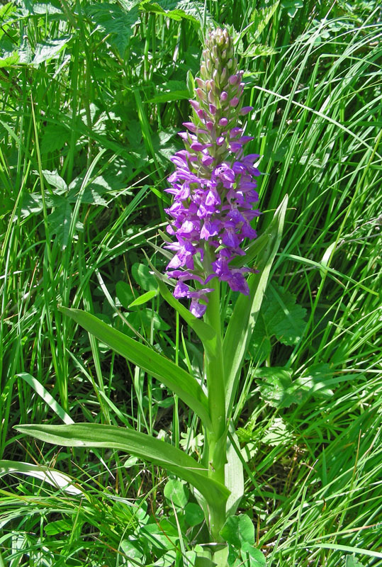 Изображение особи Dactylorhiza umbrosa.