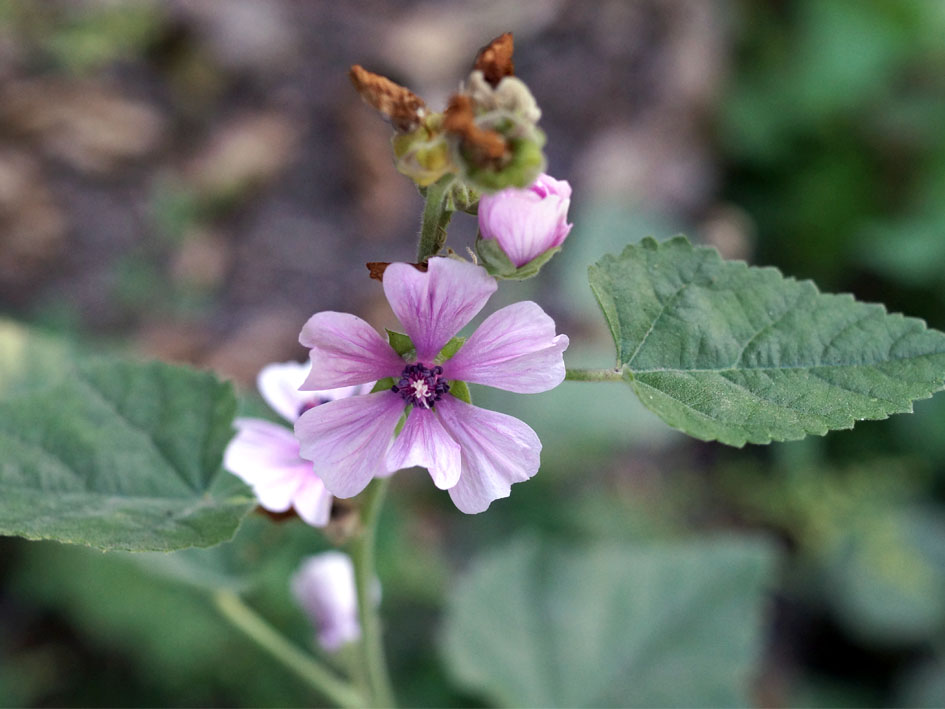 Изображение особи Althaea armeniaca.