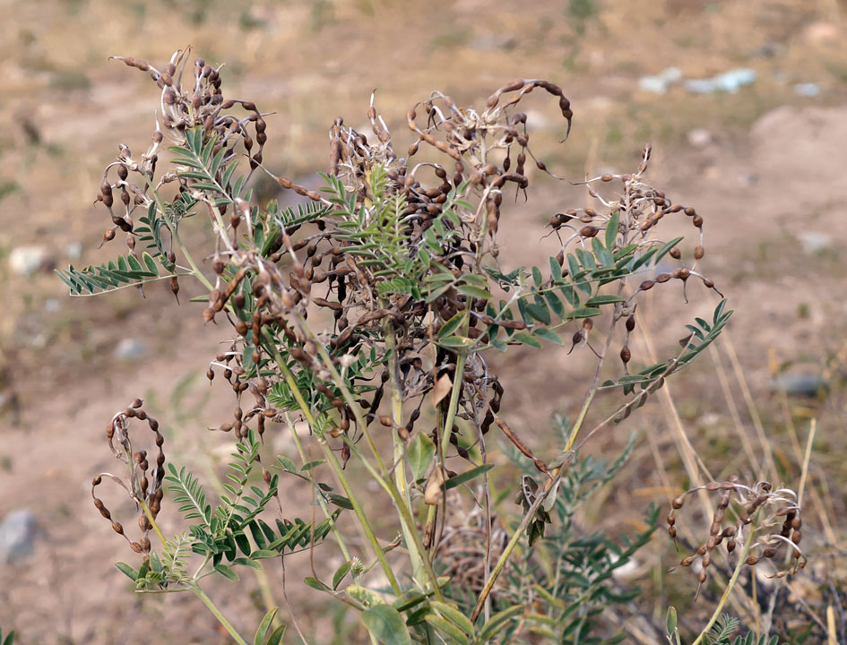 Изображение особи Pseudosophora alopecuroides.