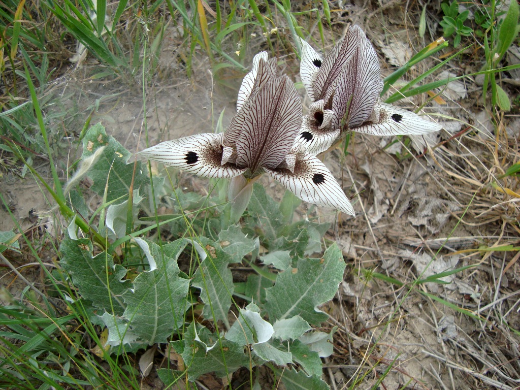 Image of Iris ewbankiana specimen.