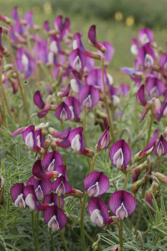 Изображение особи Vicia subvillosa.