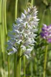 Orchis militaris. Соцветие (белоцветковая форма). Ленинградская обл., Волосовский р-н, суходольный луг на известняке. 07.06.2015.