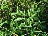 Persicaria amphibia