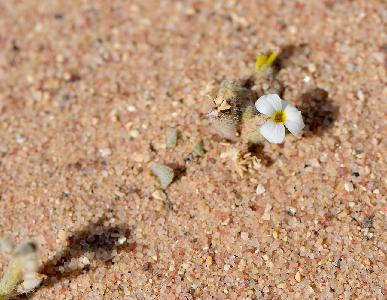 Image of Morettia canescens specimen.